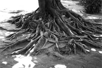 raíces