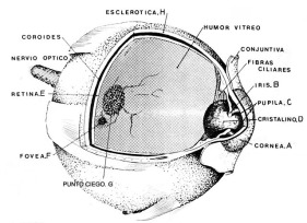 Glóbulo ocular