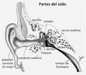 partes del oído